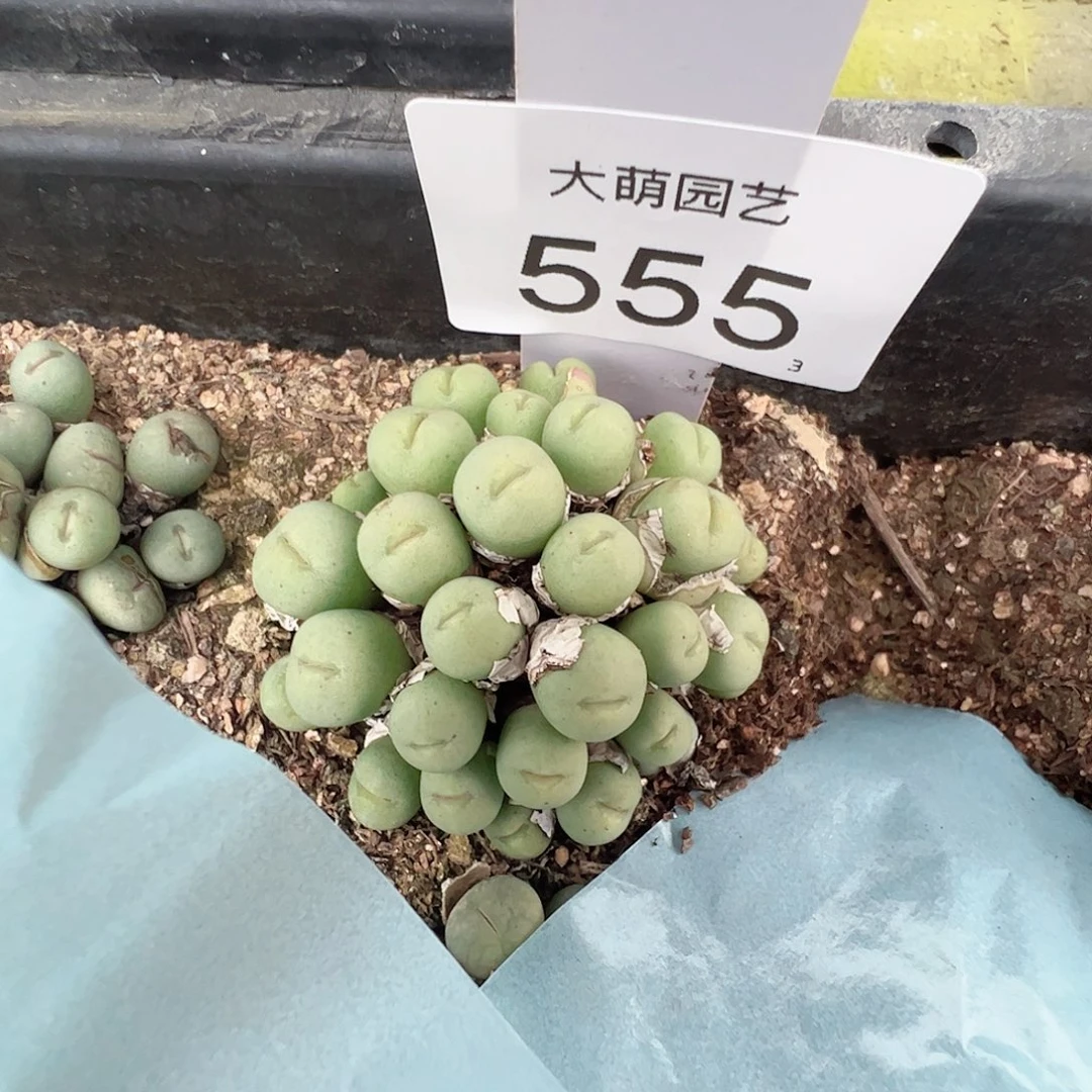 0000555 一物一拍脱土发……