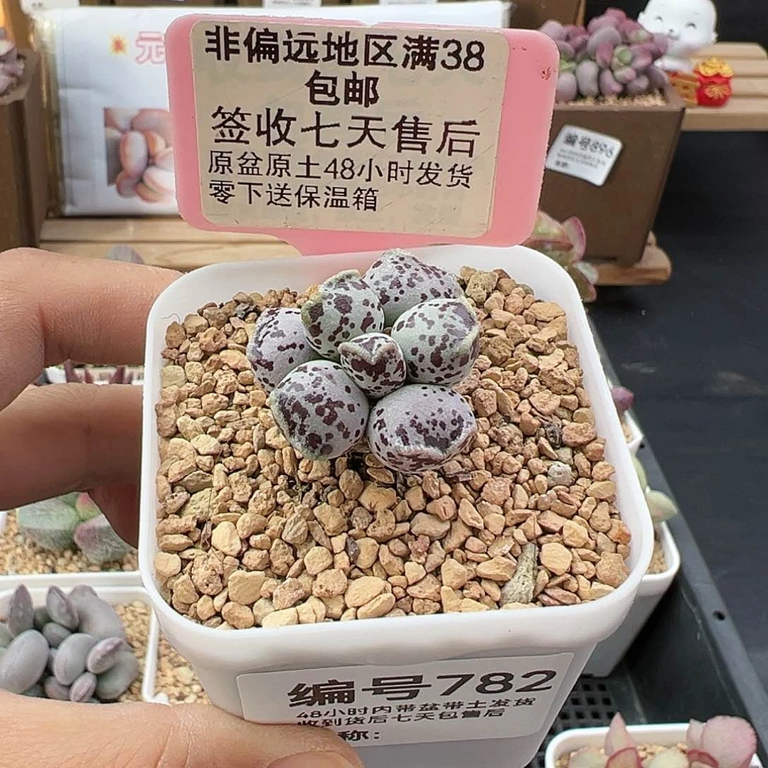782丸叶海豹多肉