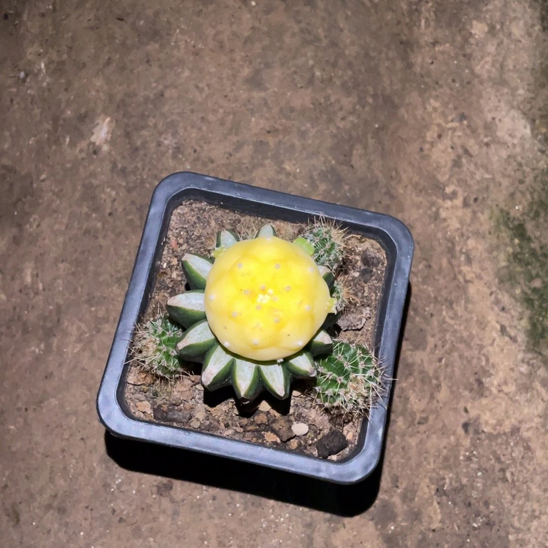 畅*懷全锦犹银锦 仙人球开花