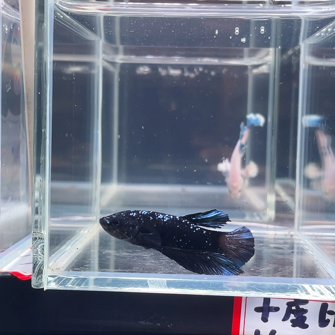 斗鱼印尼斗鱼，记得拍加热包011