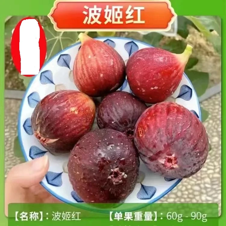 无花果树果苗特大果矮化盆栽波姬红南方北阳台种植当年结果新品种