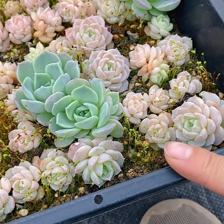 62 多肉植物盆栽花卉植物