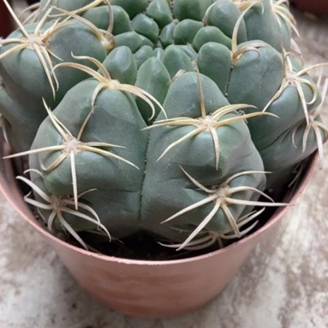 海王仙人球15米仙人球