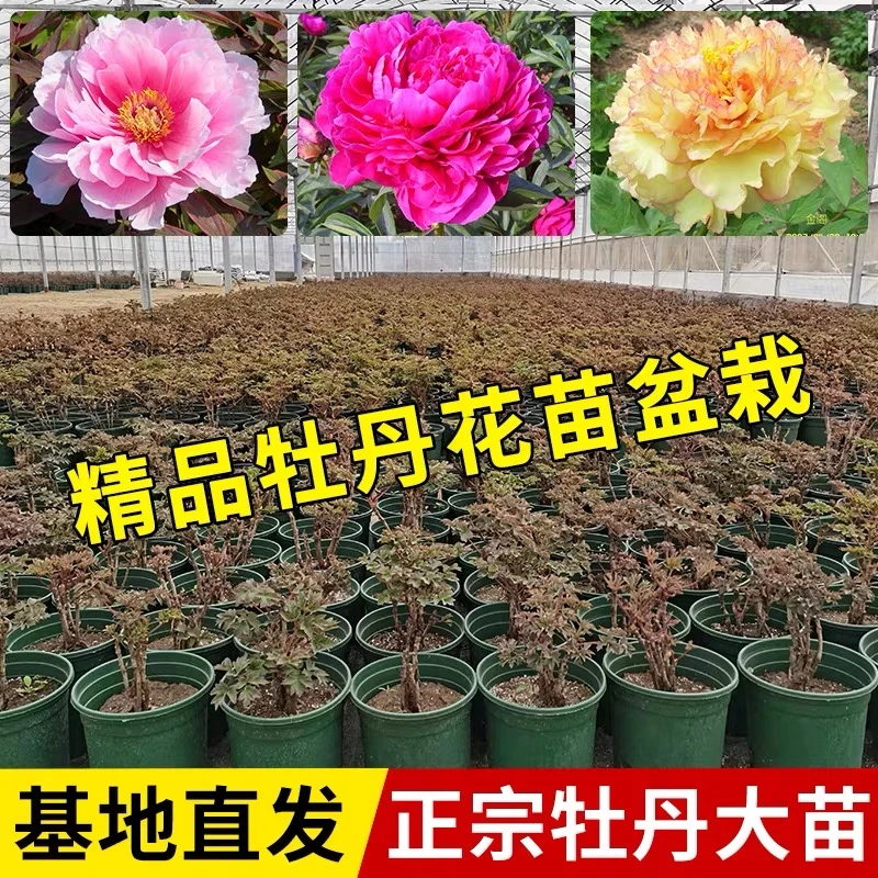 正宗洛阳牡丹3加仑盆原盆原土发货花大色艳