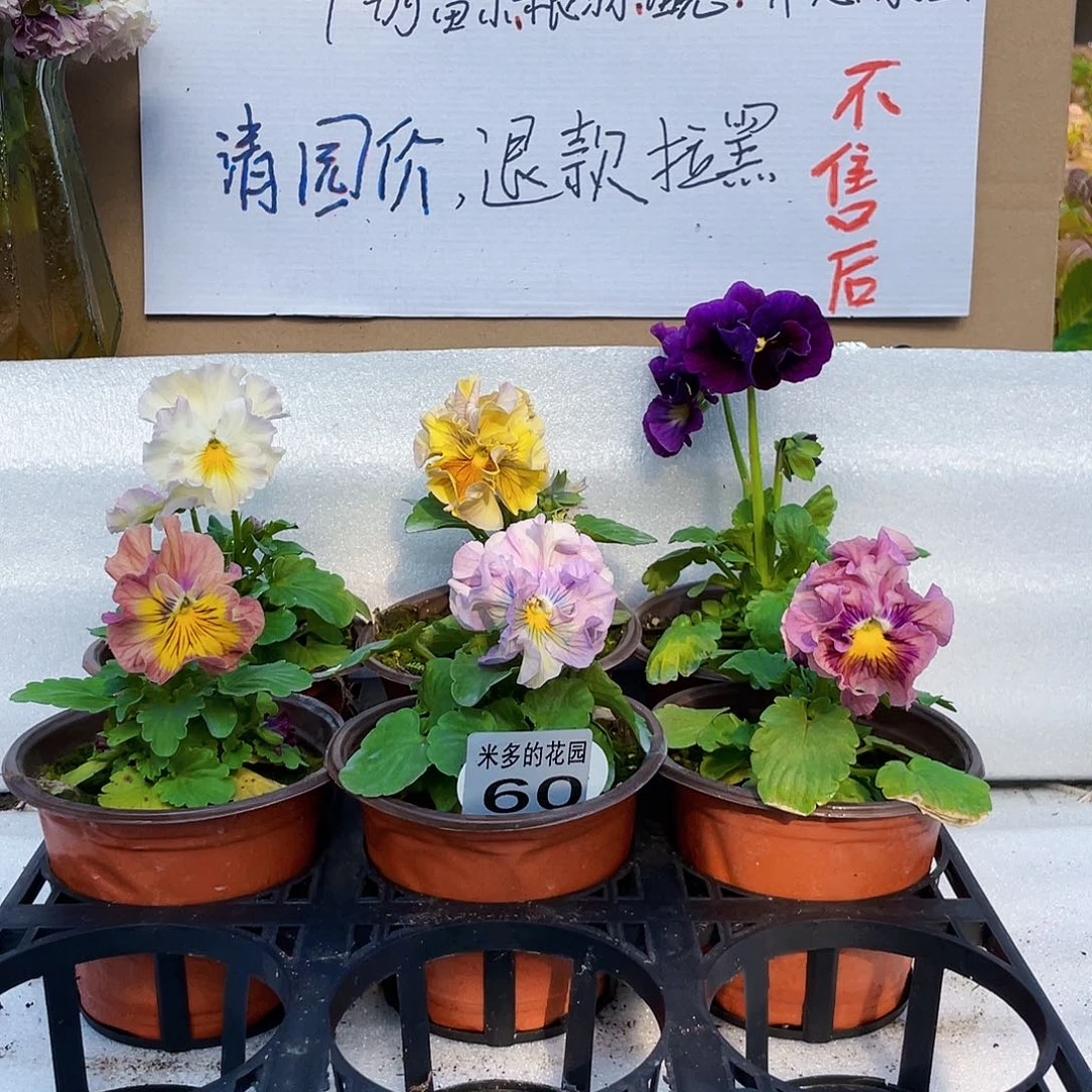 大部分花苞少量开放60