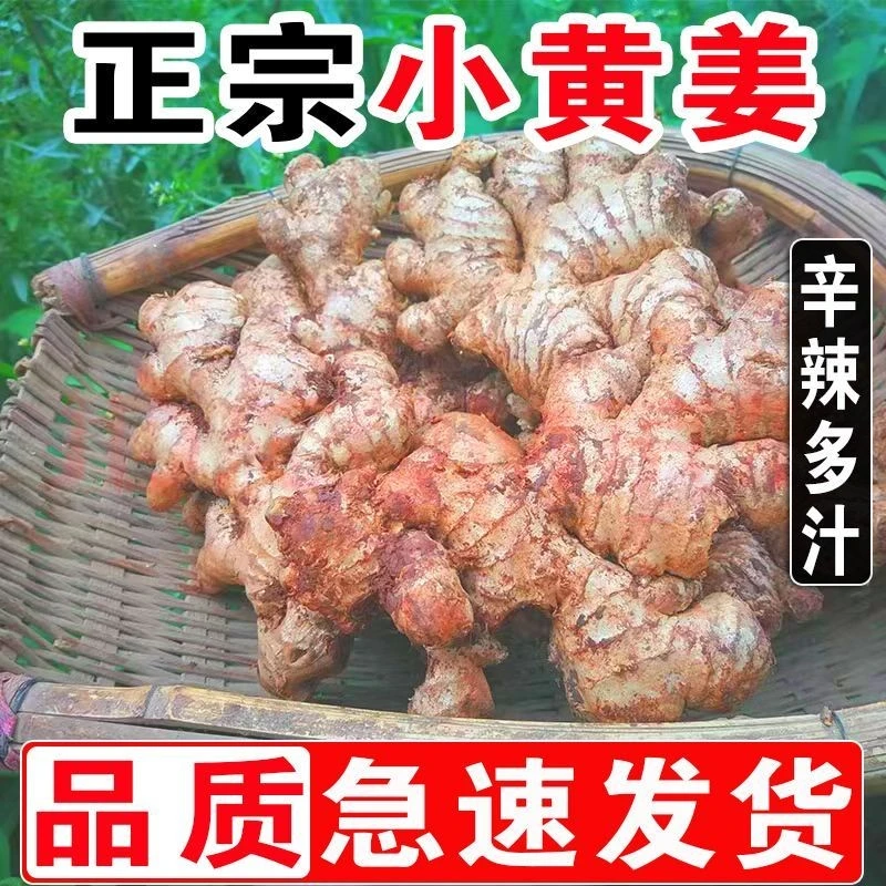 四川农家自种小黄姜一年半老姜月子姜菜姜
