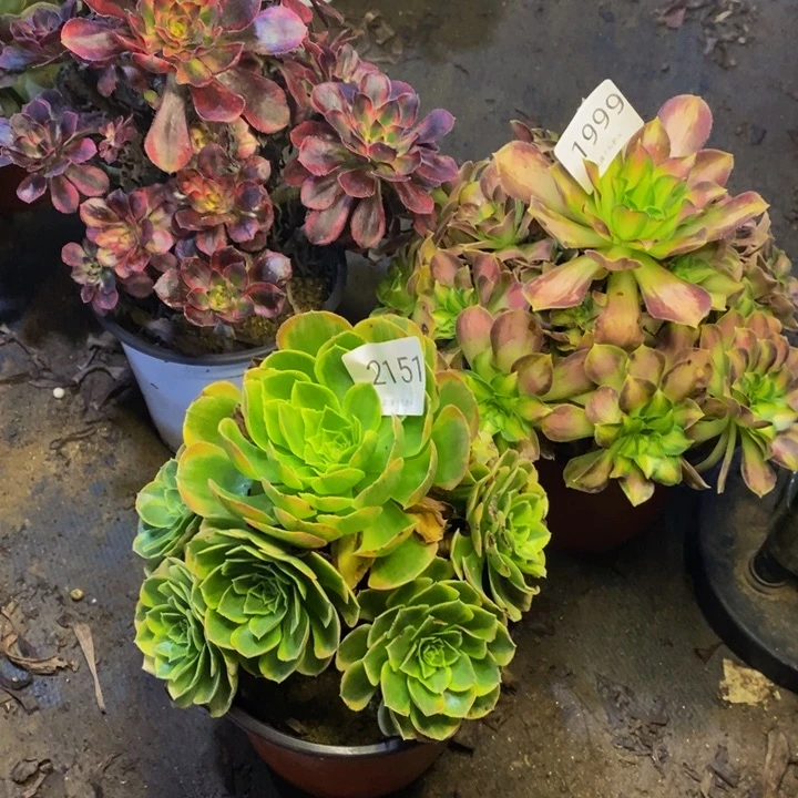 3盆多肉断头不包2151