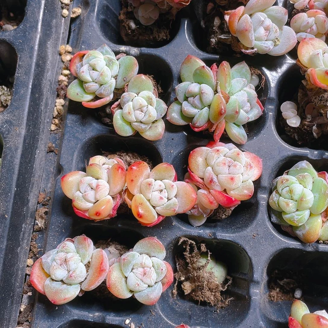 三头琥珀冰玉不包整穴一个满25包邮