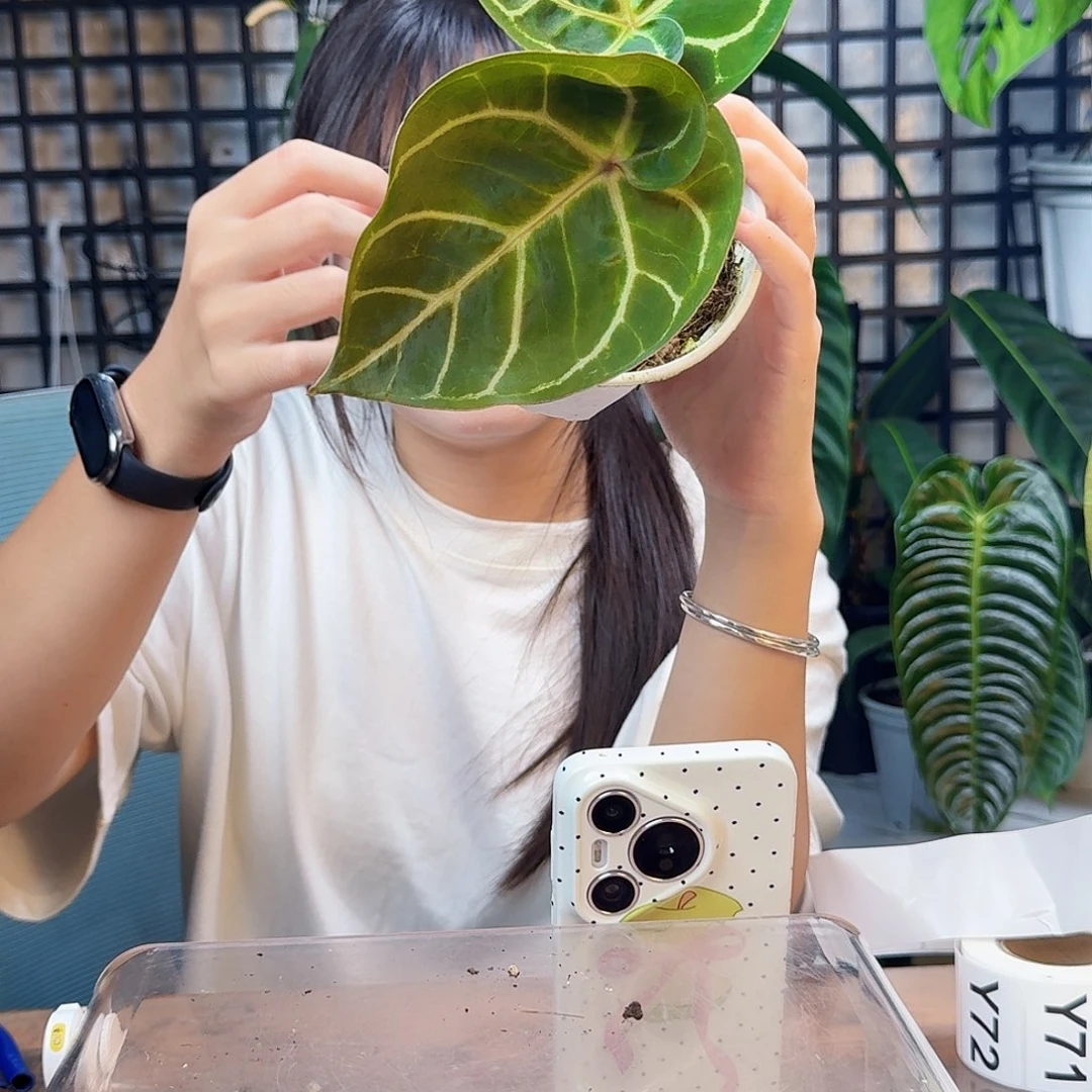 不***乃无花朵一物一拍Y61