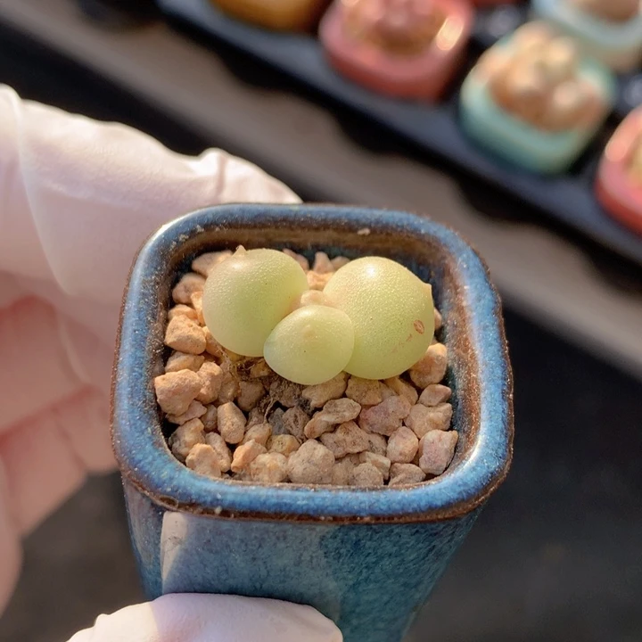 023 萤火虫 如意 叶片胖胖闪闪透