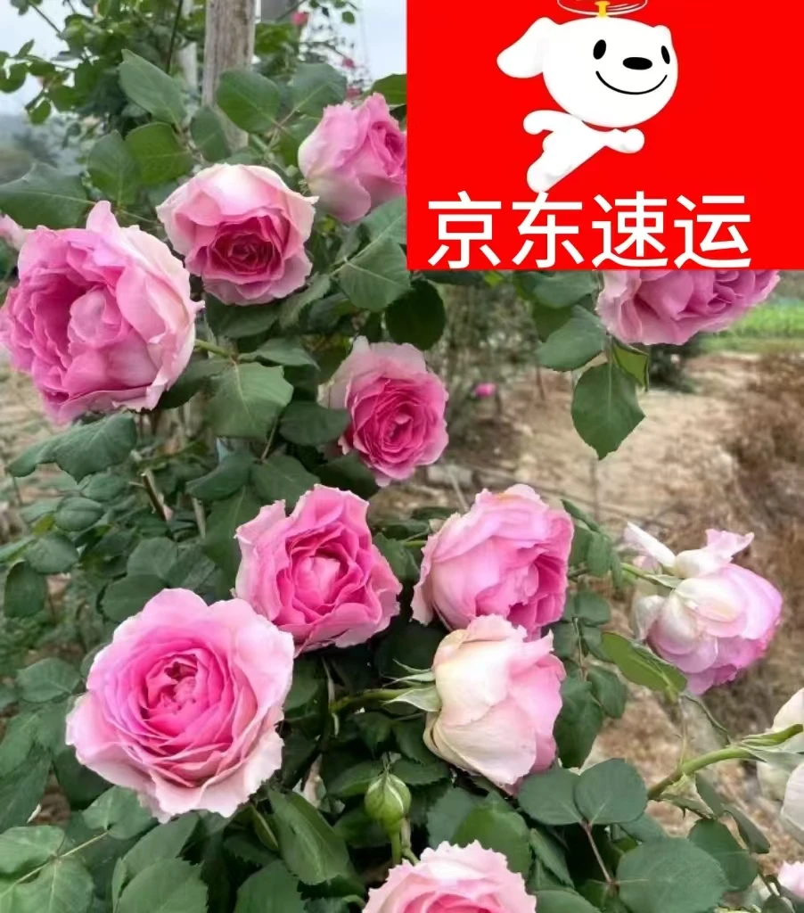 X【京东包邮】罗伊无刺大花粉色玫瑰爬藤月季【批发月季大苗便宜