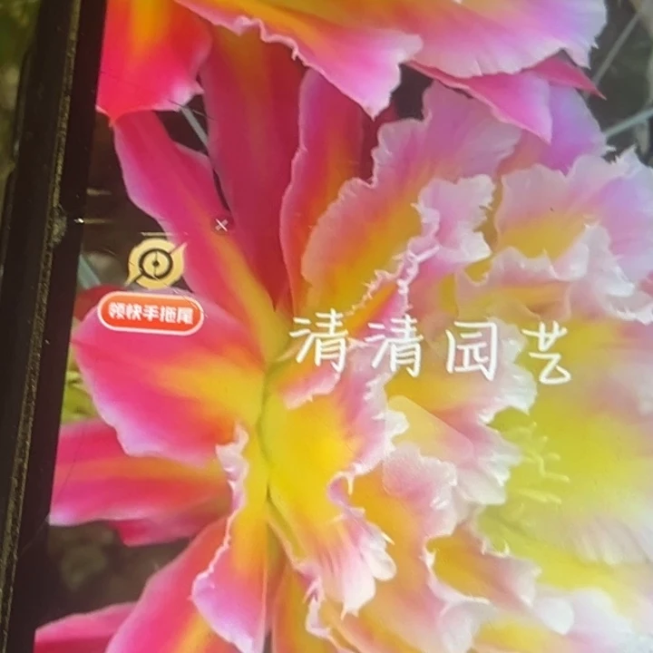 清清流香侧牙瑕疵黑点