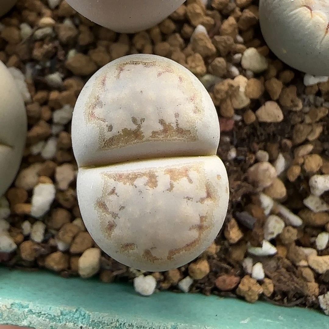 11.23。c215饼干。8030