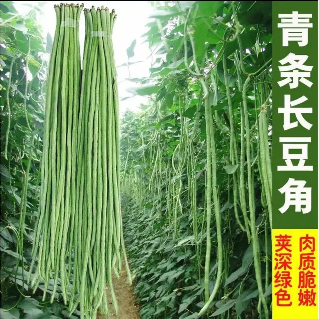 【摘不败特长豇豆种子】豆角种子不搭架豇豆种子菜园盆栽蔬菜
