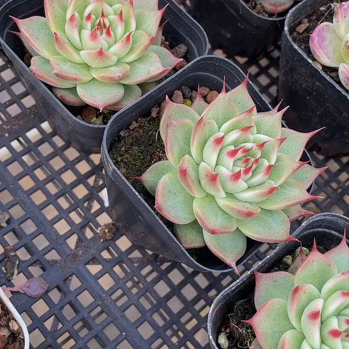 托斯卡带盆土发货