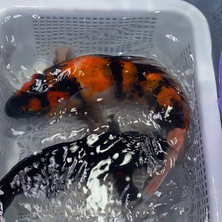 锦鲤锦鲤（无开箱视频不售后）