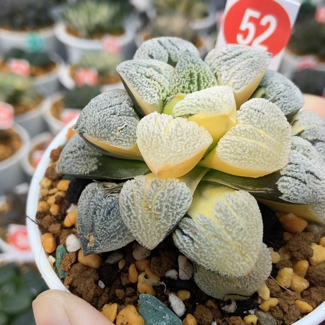 b***d52雪之理锦1111111