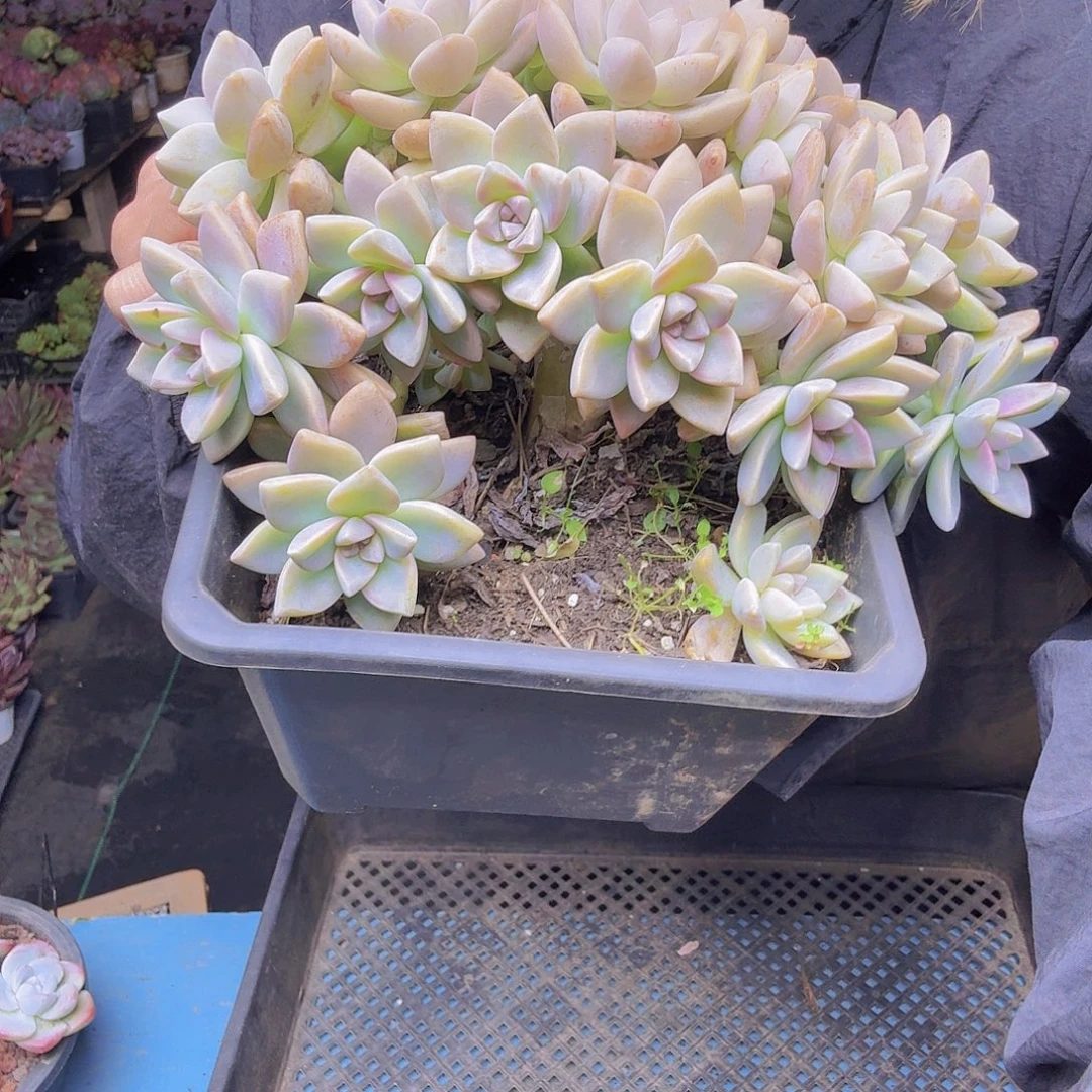 小***儿淡雪缀化一物哟一拍