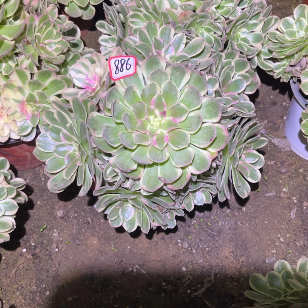886多肉植物孔雀翎