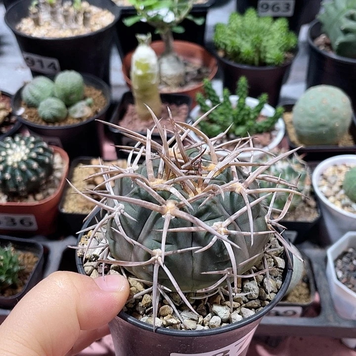 ****。887实生守金摩天龙