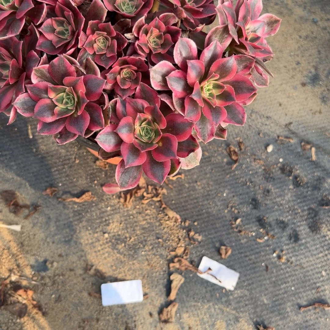 902女妖多肉植物法师