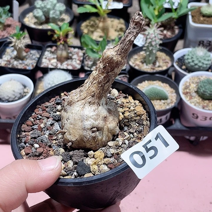 051泰国龟甲火桐