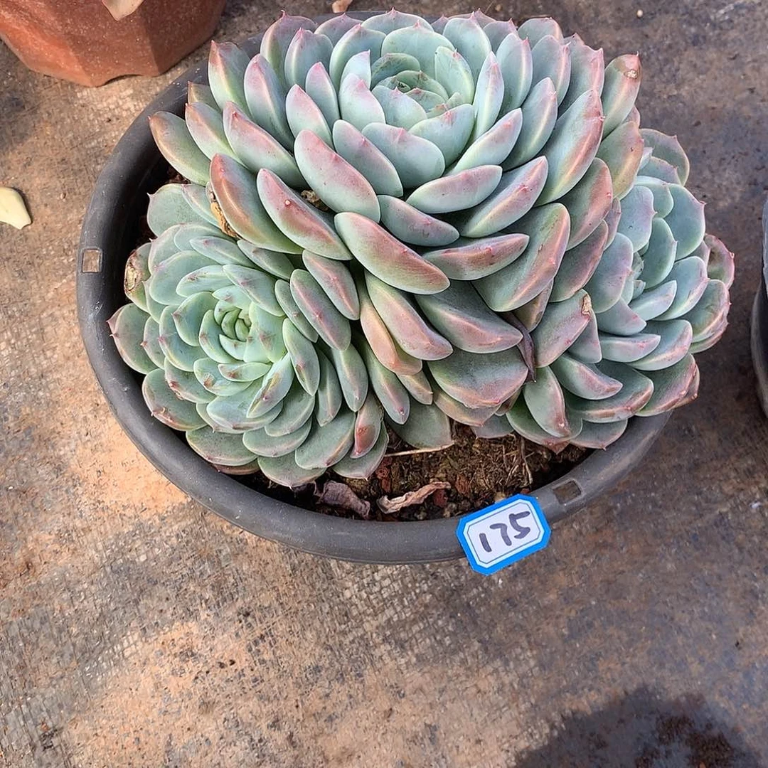 175杂 一物一拍多肉