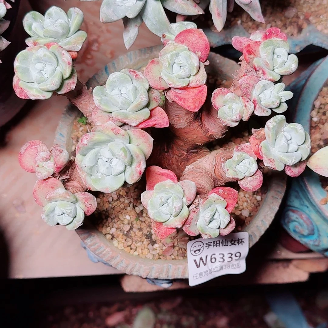 咸***家6339贝拉仙女杯多肉