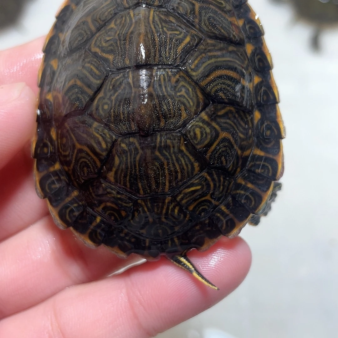 宠物龟不分公母佛甜