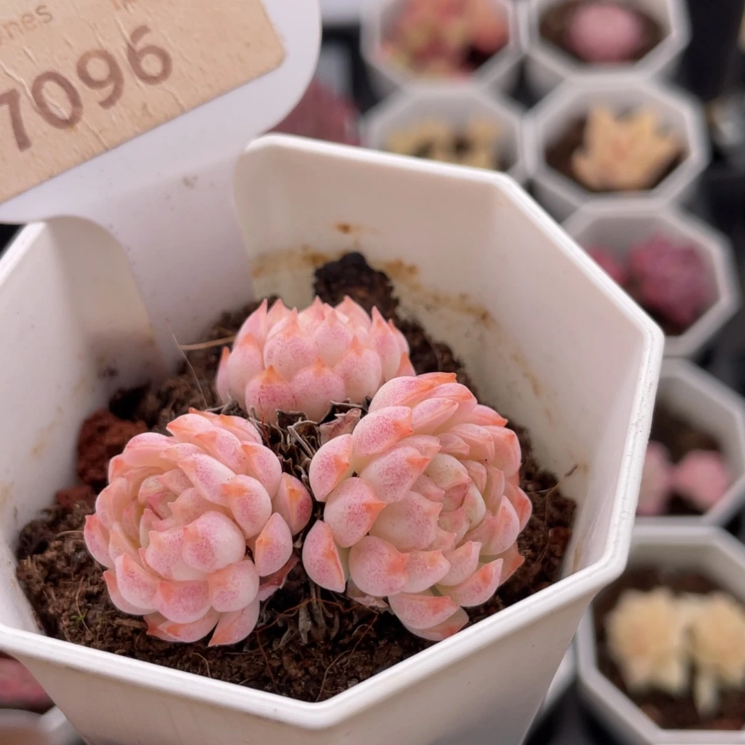 羊脂球7096-4.5厘米