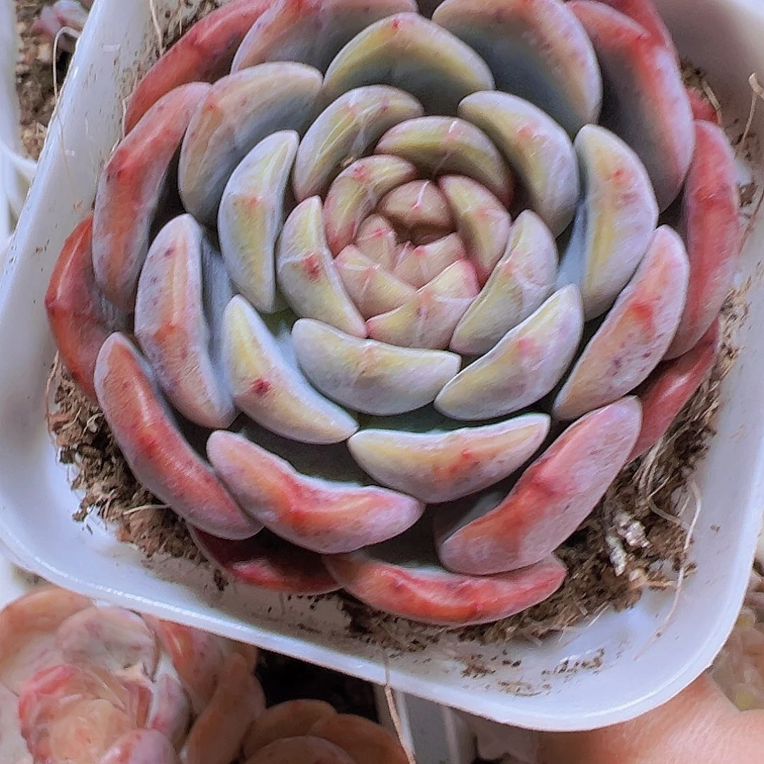 特特珍妮19包邮多肉