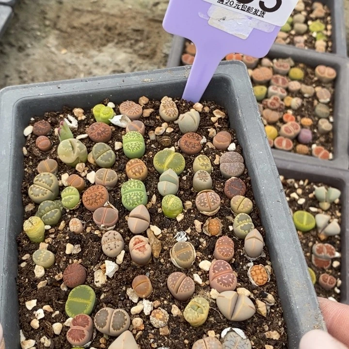 燕*生石花小苗595