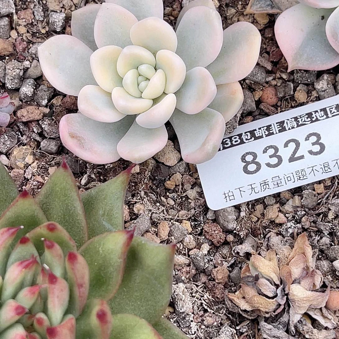 花***树尚品园艺福利锦8323