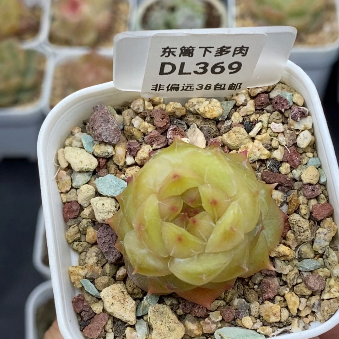 369东篱下多肉植物盆栽