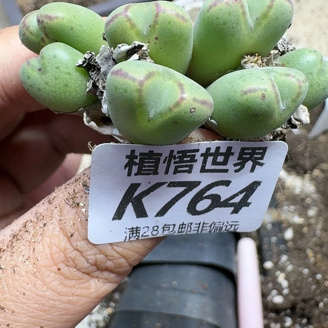 多肉植物多达gghh