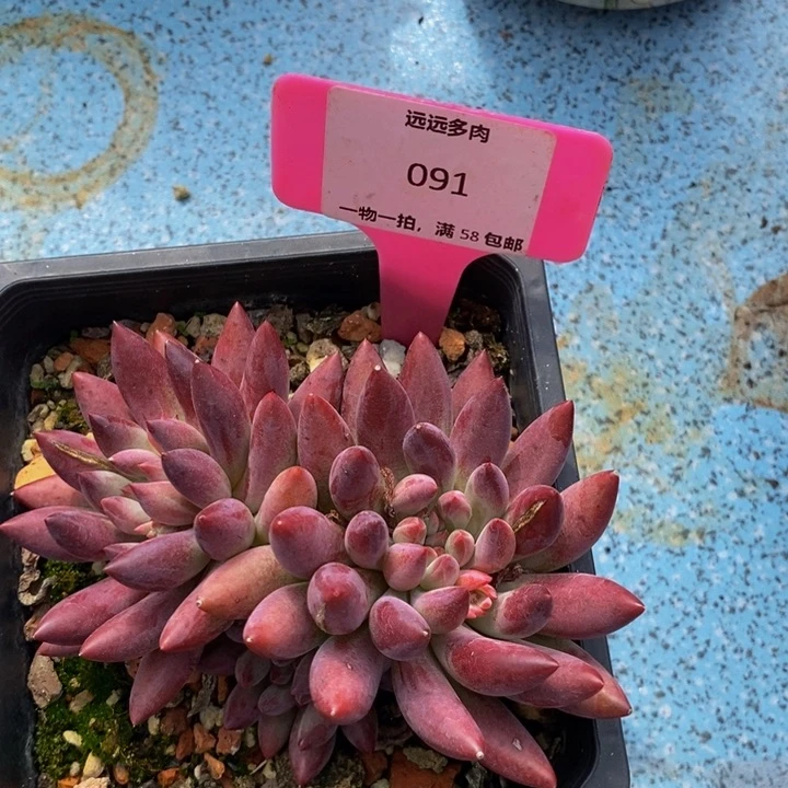 091虞美人肉肉肉肉肉肉