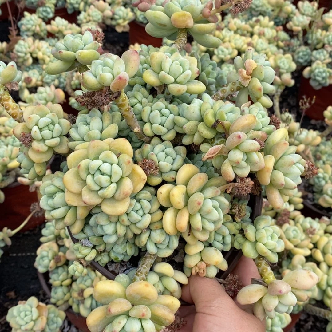 劳尔整桩整群大盆