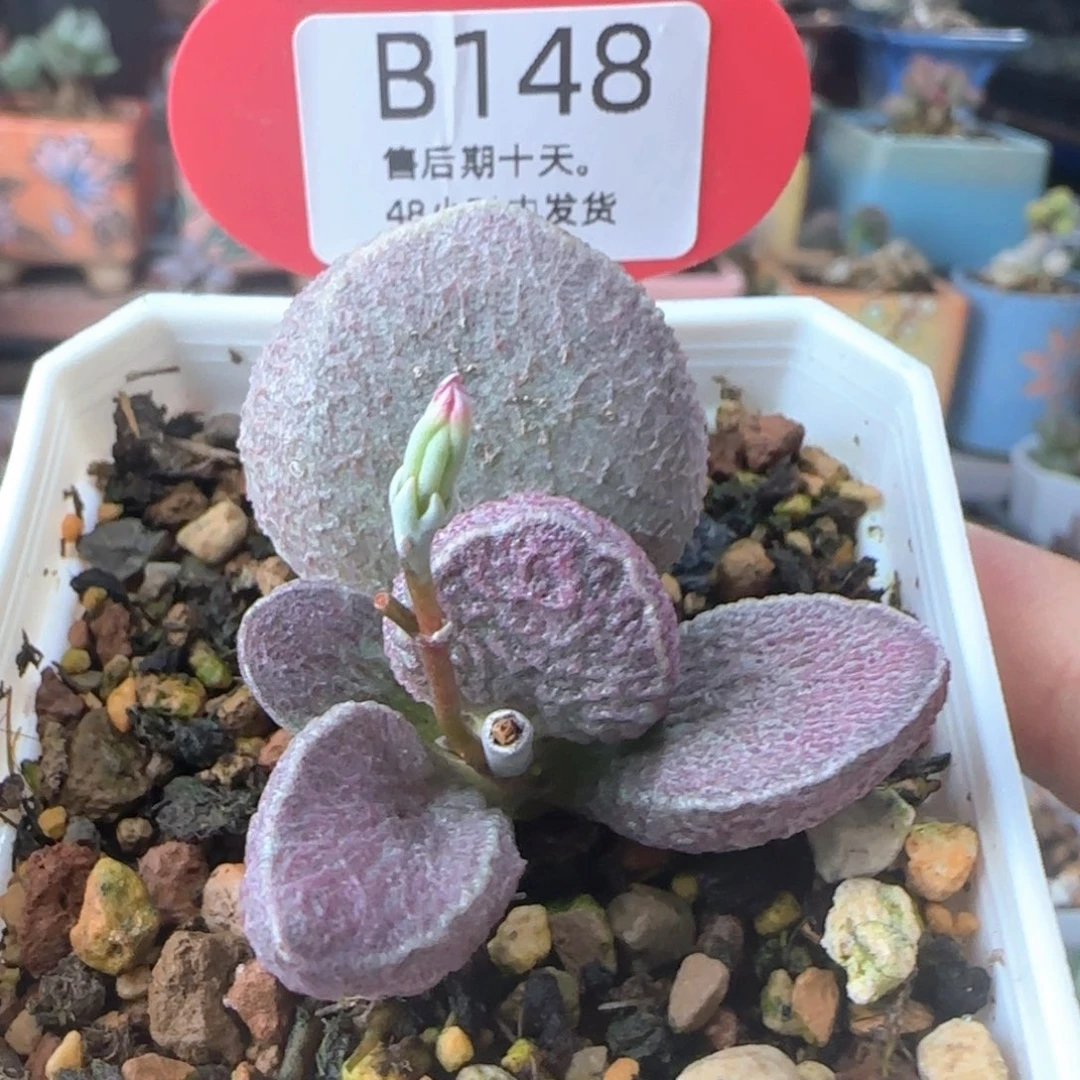 福利。      148。