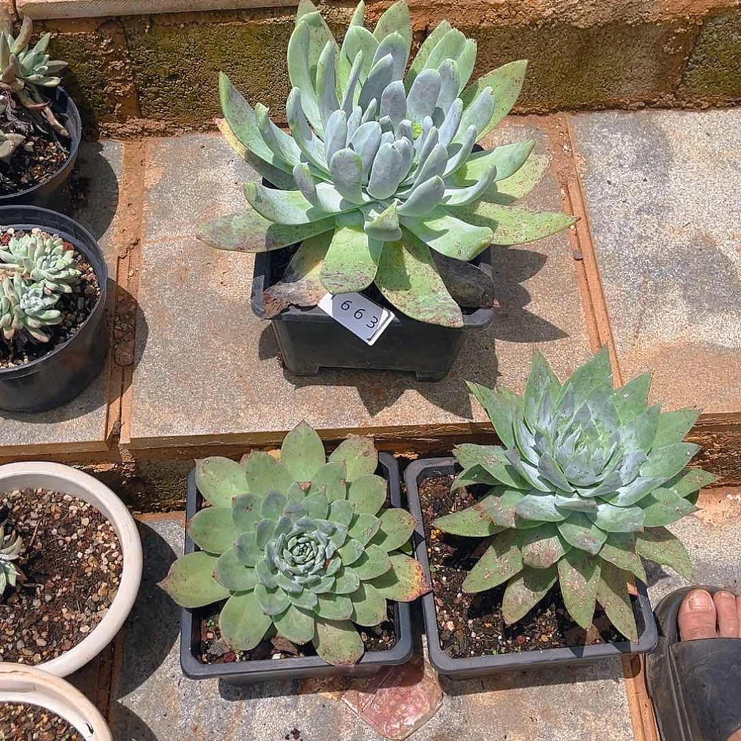 肉*多三颗大宽叶老桩1663