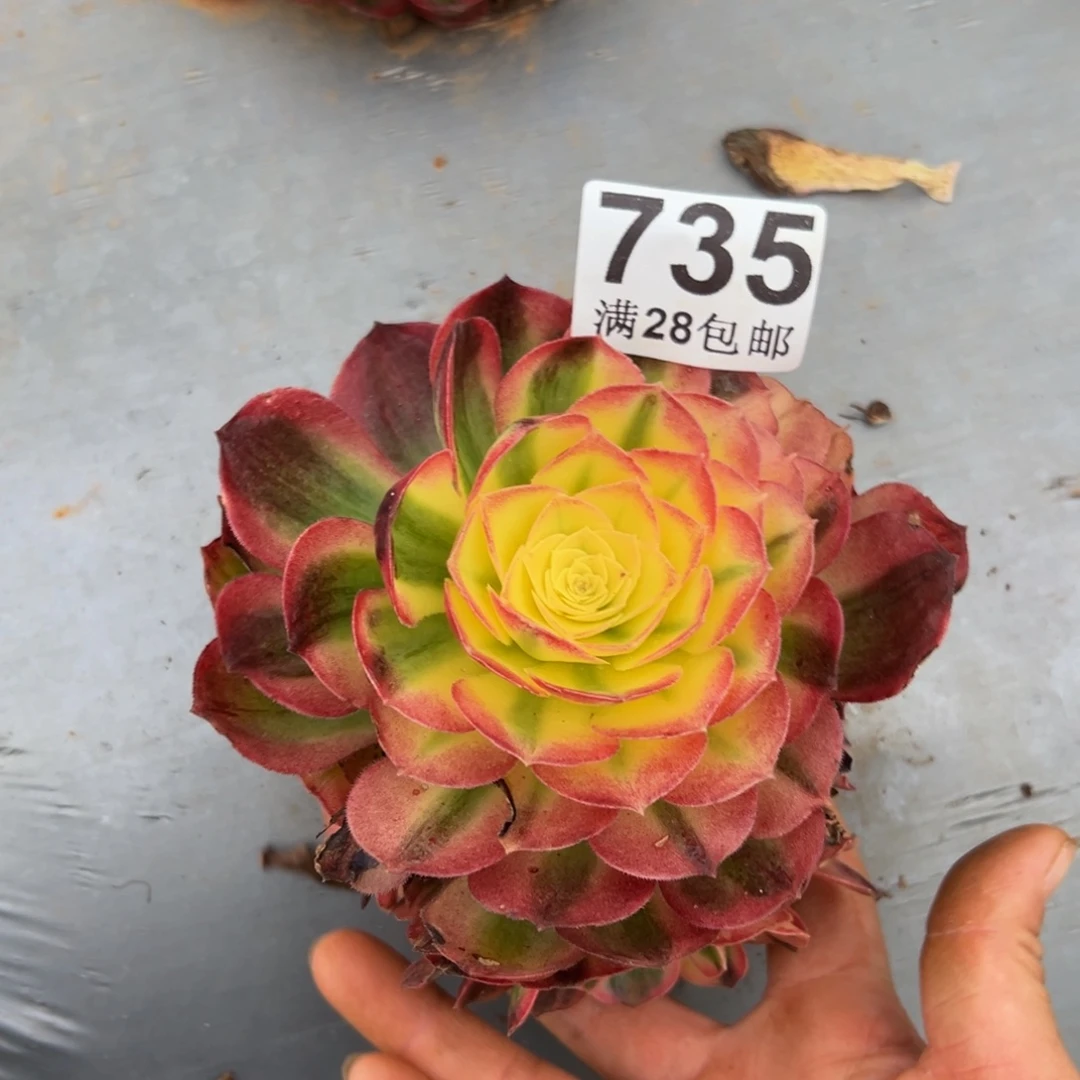 多肉植物735脱土的