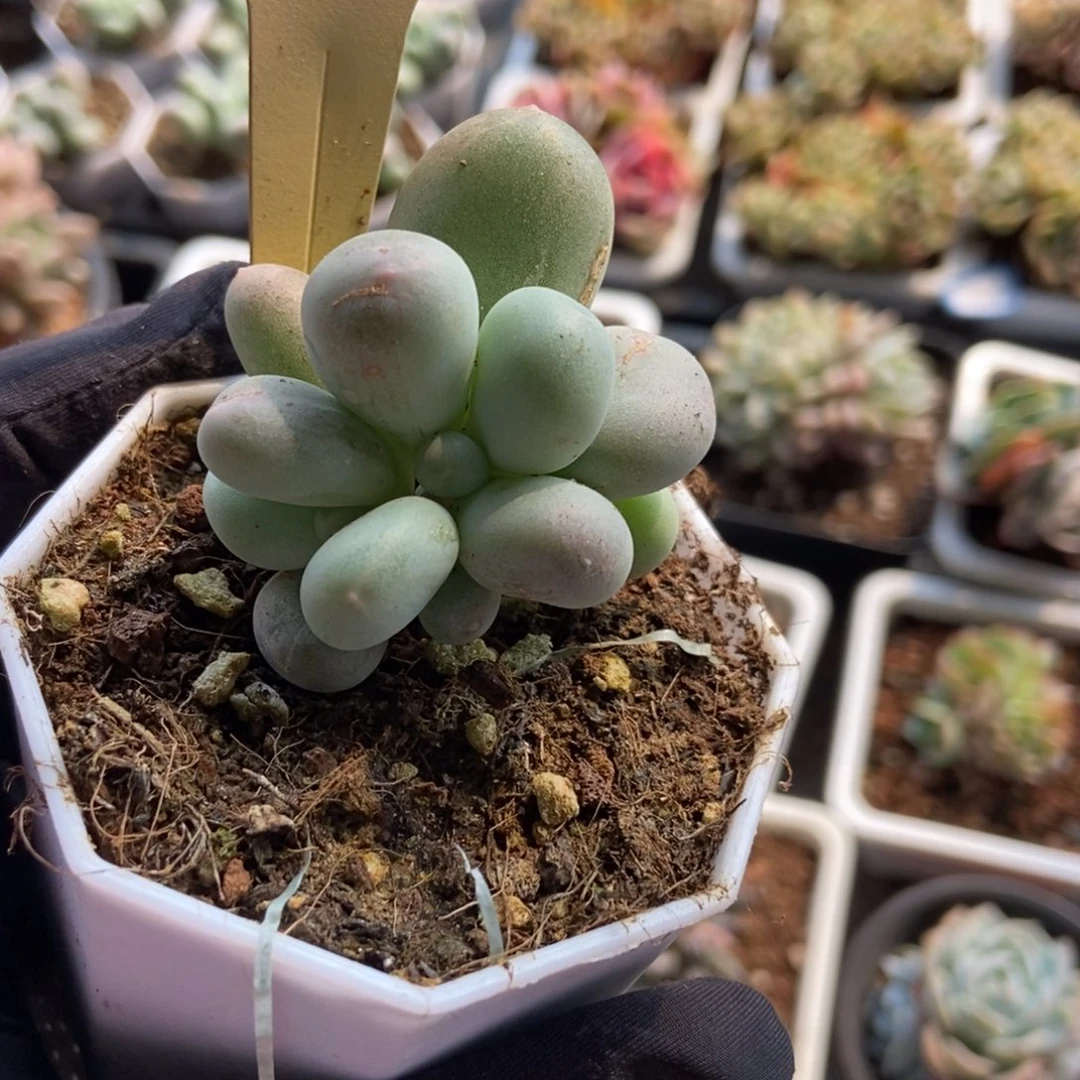 527米可奶多肉植物保护