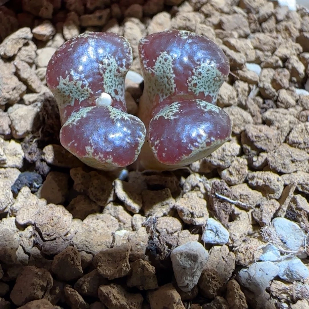 肉锥多肉植物组合-蝴蝶1634