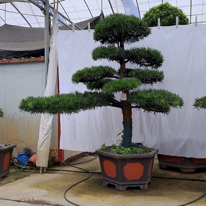无花朵精品造型小叶罗汉松庭院别墅水池假山一物一拍耐寒耐旱