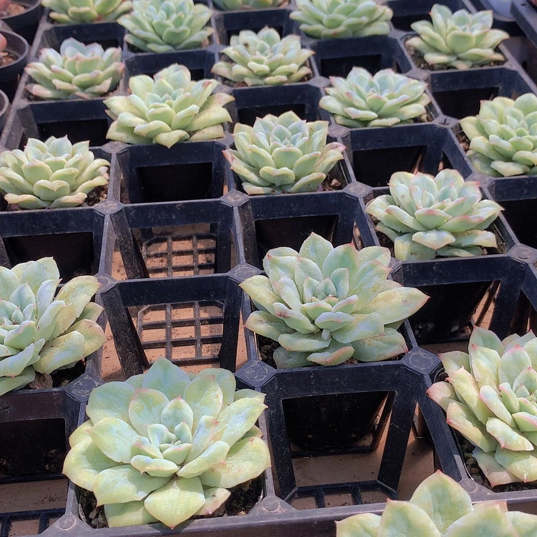 泡泡沙6464677777777