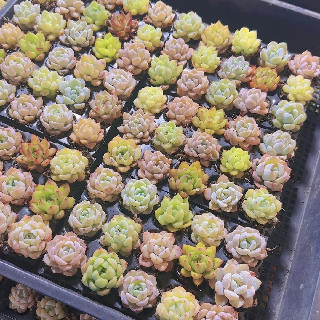 新品15颗优选量拍