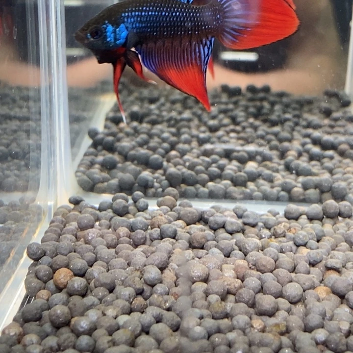 斗鱼泰国斗鱼271号