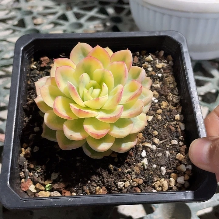 月橙锦一物一拍锦龙