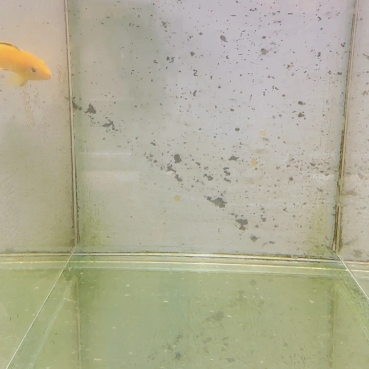 海水1410包子斑马。