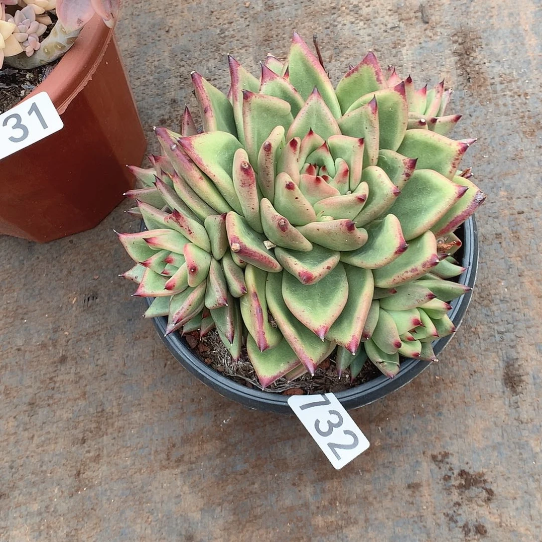 732乌木 一物一拍多肉