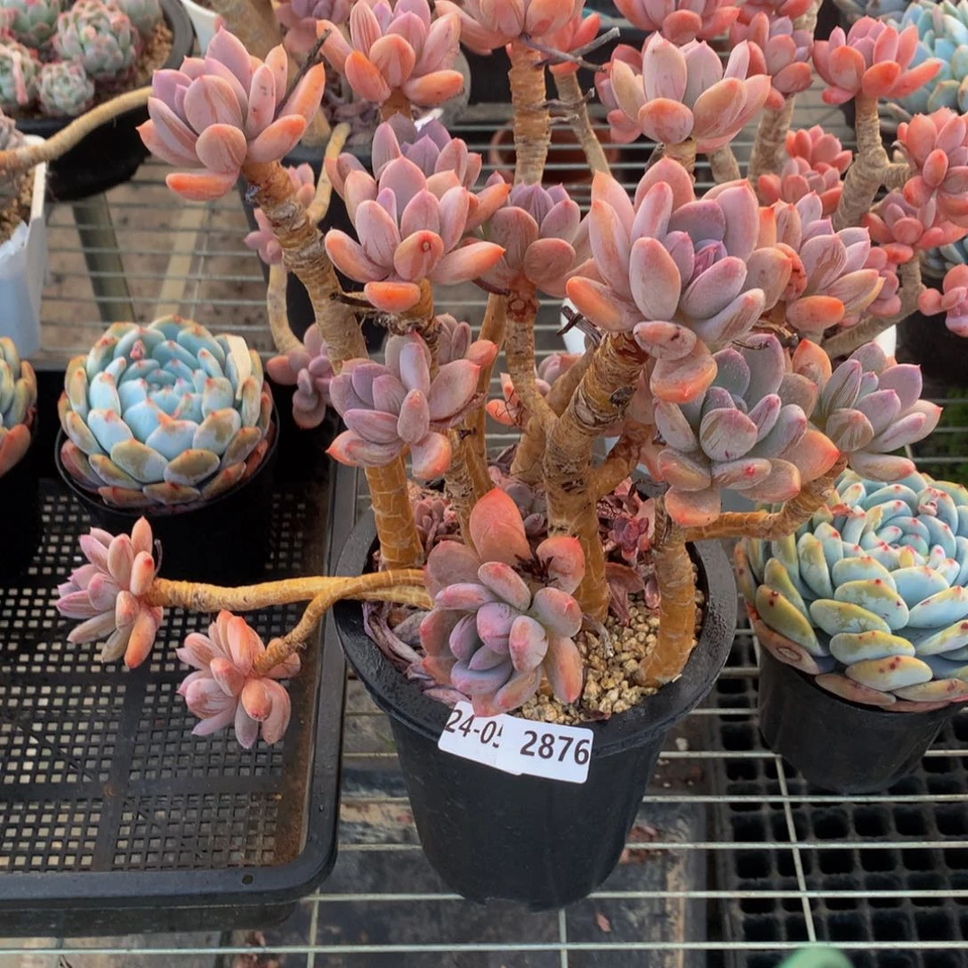 2876皇后和谐稳定增长